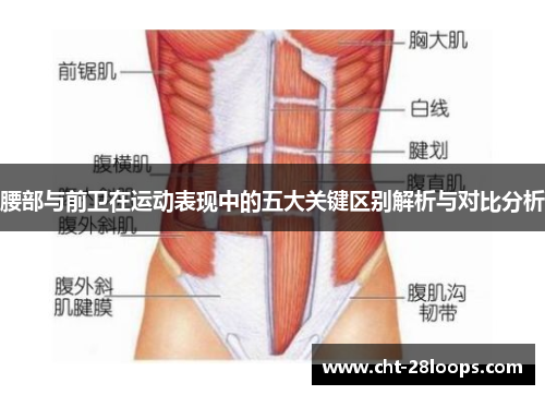 腰部与前卫在运动表现中的五大关键区别解析与对比分析
